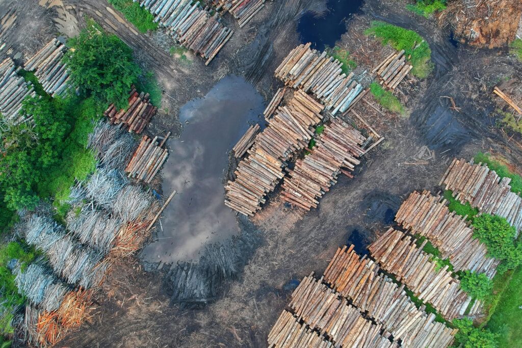Imagem sobre o desmatamento da Amazônia.