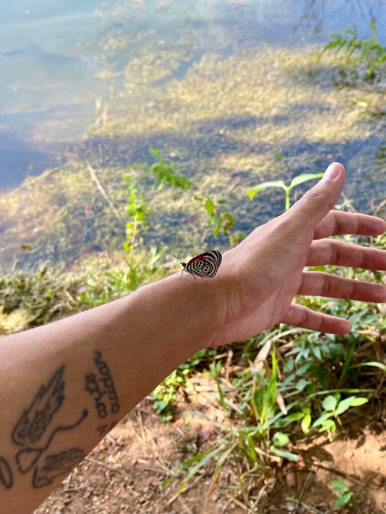 borboletario