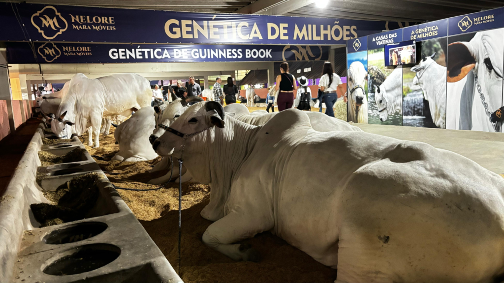 Foto do boi nerole deitado